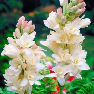 Tube rose bulb Double pattle