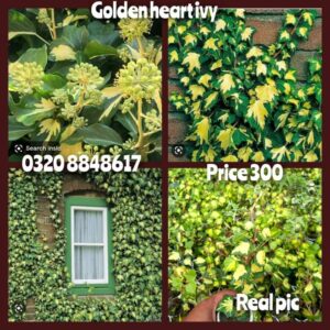 Golden Heart ivy
