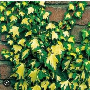 Golden Heart ivy
