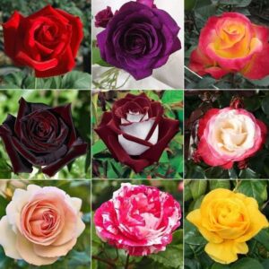 English rose