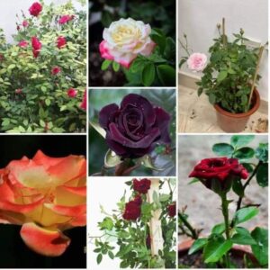 English rose