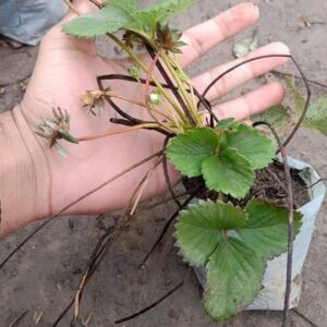 Strawberry plants