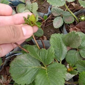 Strawberry plants