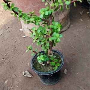 Jade plant
