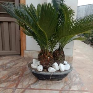 Cycas Bonsai