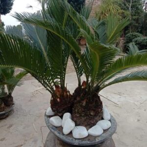 Cycas Bonsai