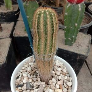 Cerus Cactus