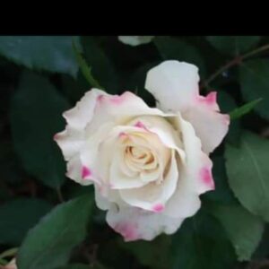 English rose