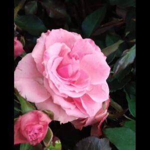 English rose