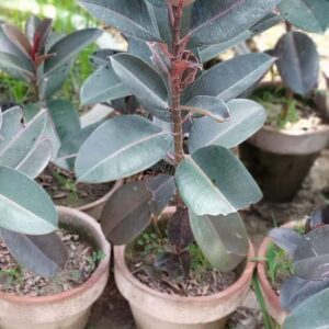Black Rubber Plant