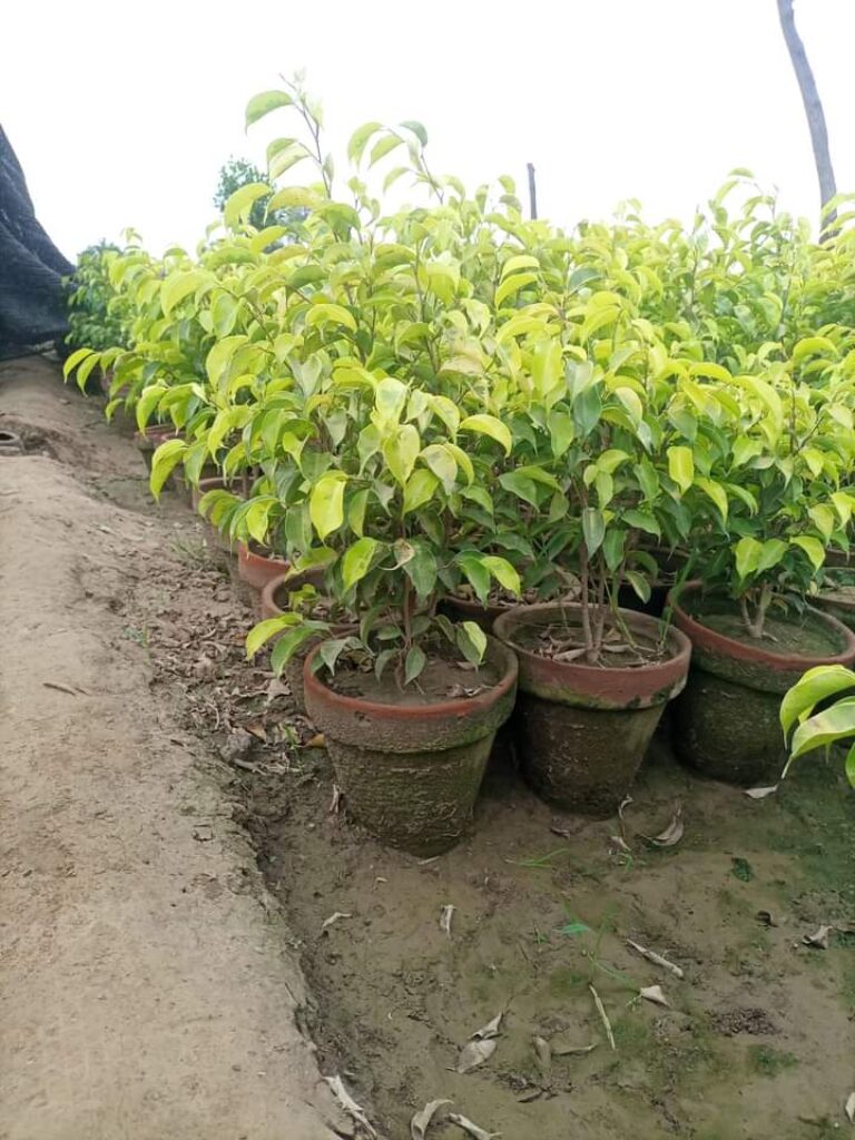 Golden Ficus – Pak Plants