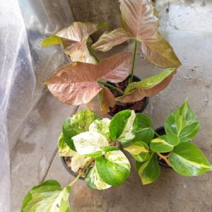 Pink Sygonium