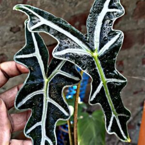 Thailand Alocasia