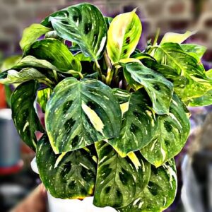 rarest Varigated Calathea Marantha