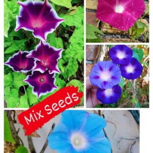 Morning Glory mix Seeds