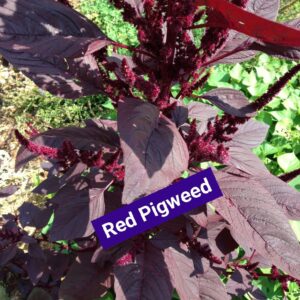 Red pigweed seeds