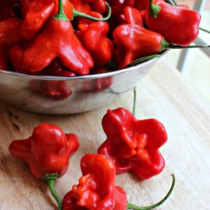 Brazilian starfish chilli