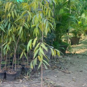 Olta shokh with 12 inch pot