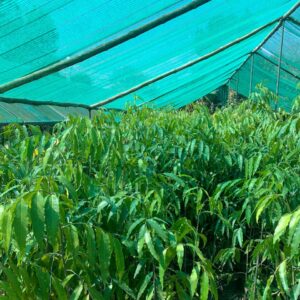 Olta shokh with 12 inch pot