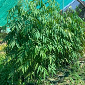 Olta Shokh with 18 inch pot