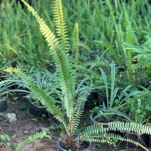 Faron with 12 inch pot