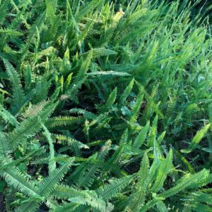 Faron with 12 inch pot