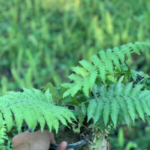 Asparagus faron 10 inch pot