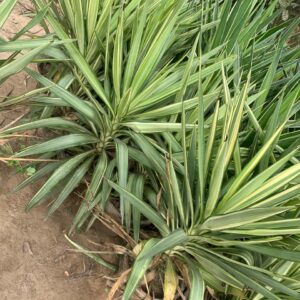 Yucca plant with 12 inch pot