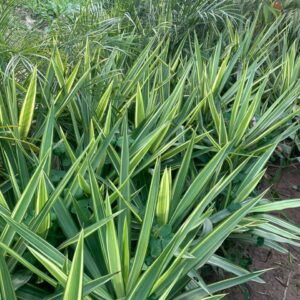 Yucca plant with 12 inch pot