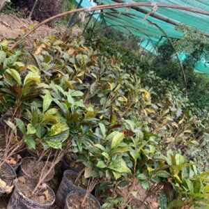 English croton 12 inch pot