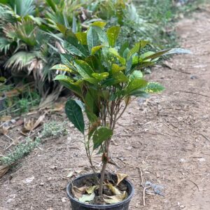 English croton 12 inch pot
