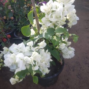 Thailandi boganvallia different color