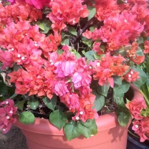 Thailandi boganvallia different color