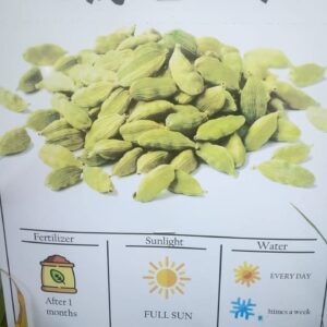 Choti illichi plants