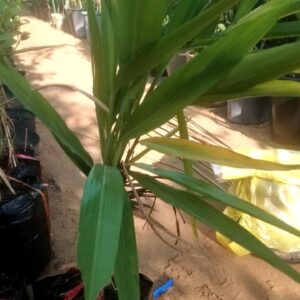 Choti illichi plants