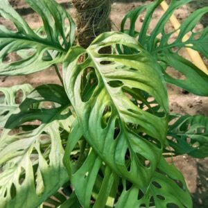 Monstera Plant