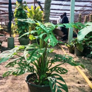 Monstera Plant