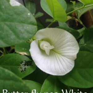 Butterfly pea white 10 seeds