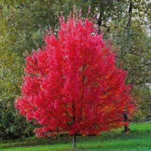 Red Maple leaf 7ft tree