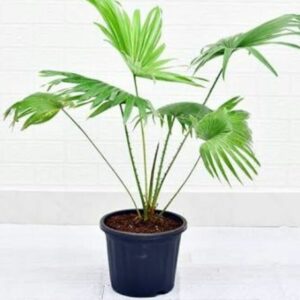 Table palm