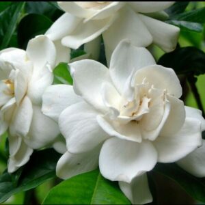 Gardenia jasmenoides