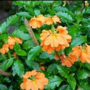 Crossandra nfundibuliformis