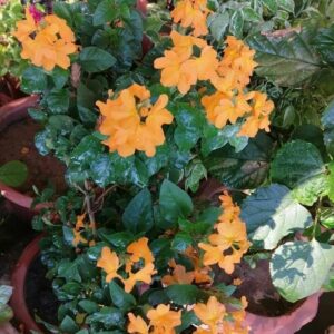 Crossandra nfundibuliformis