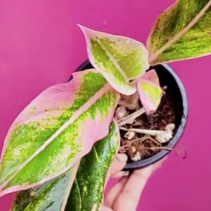 Aglonema lipstick