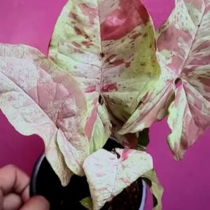 Confetti Sygonium