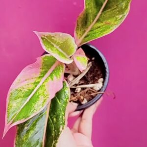 Aglonema lipstick