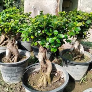 Ficus Bonsai