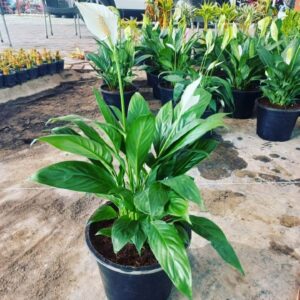 Peace lily