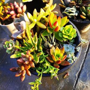 Succulents