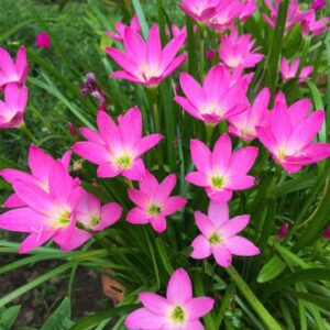 Pink rain lily bulb